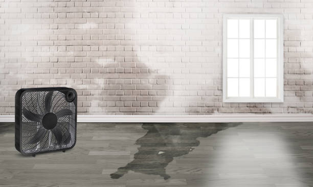 Best Professional water damage repair  in Mountain Home Af, ID